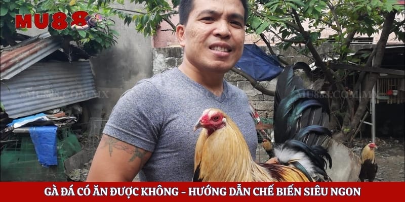 Gà Đá Có Ăn Được Không - Hướng Dẫn Chế Biến Siêu Ngon 1 Gà Đá Có Ăn Được Không - Hướng Dẫn Chế Biến Siêu Ngon