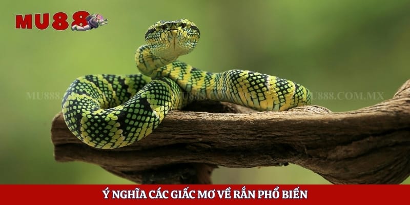 Mơ Thấy Rắn - Giải Mã Điềm Báo Và Ý Nghĩa Từng Trường Hợp 3 Ý nghĩa các giấc mơ về rắn phổ biến