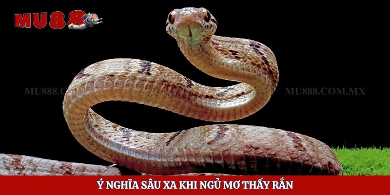 Mơ Thấy Rắn - Giải Mã Điềm Báo Và Ý Nghĩa Từng Trường Hợp 2 Ý nghĩa sâu xa khi ngủ mơ thấy rắn